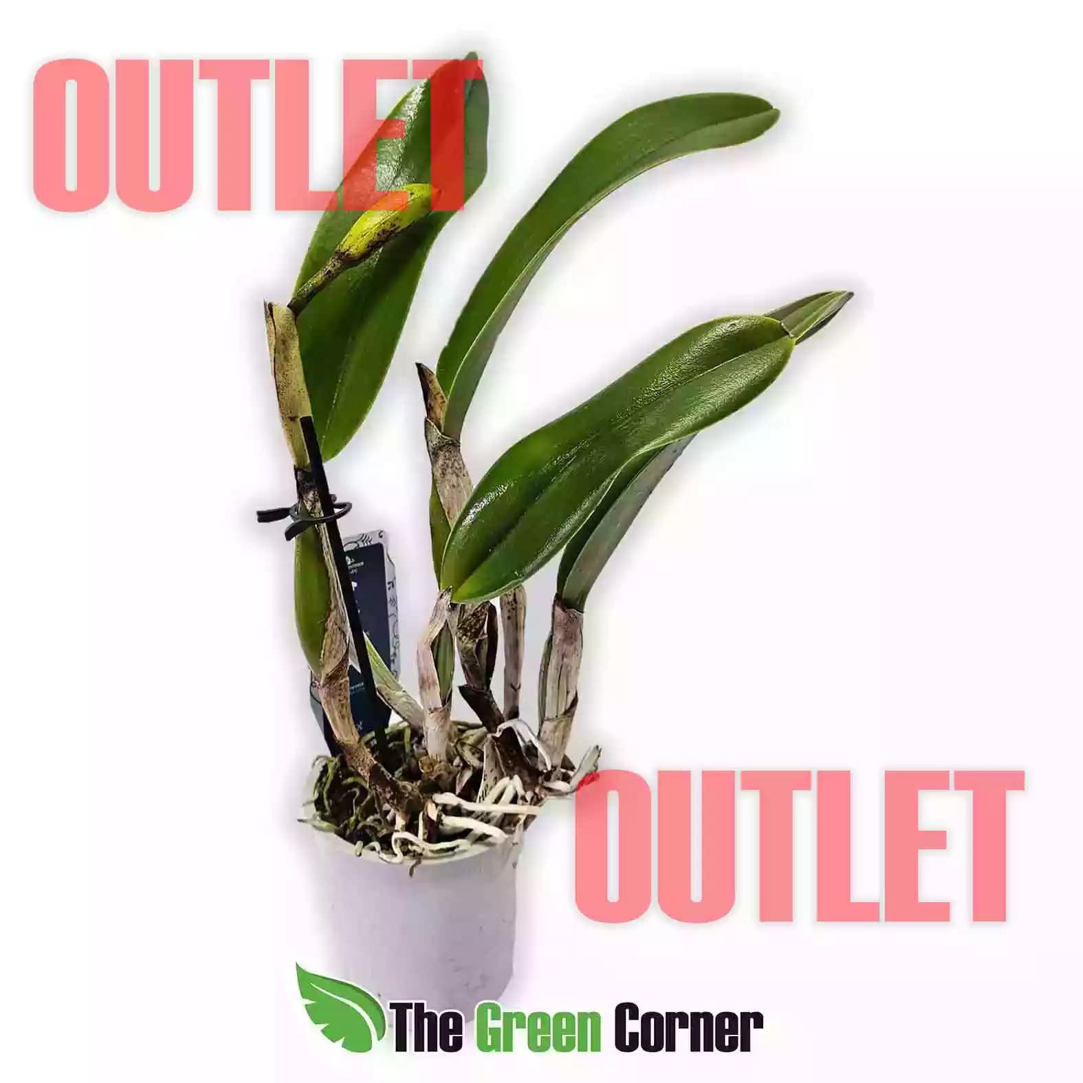 cattleya-hibrida-outlet