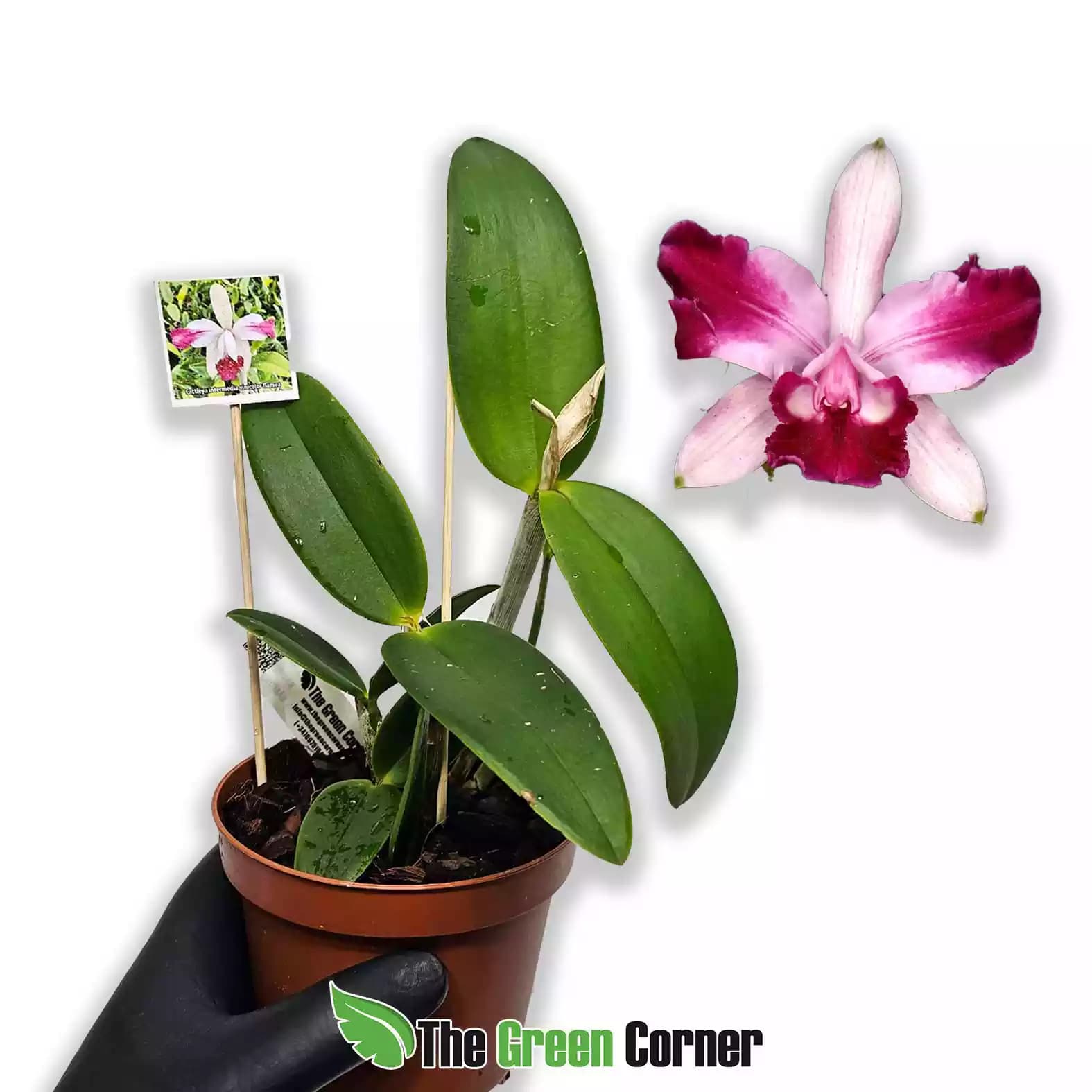 cattleya-intermedia-vinicolor-flamea