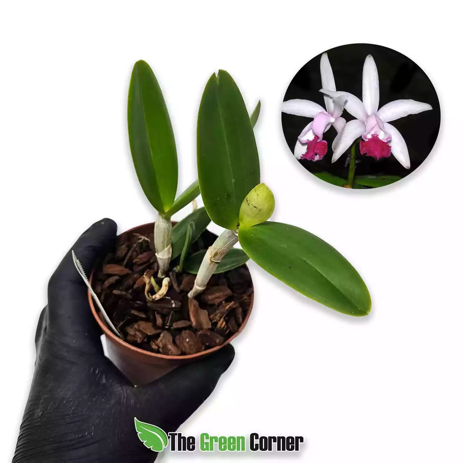 Cattleya intermedia Vinicolor