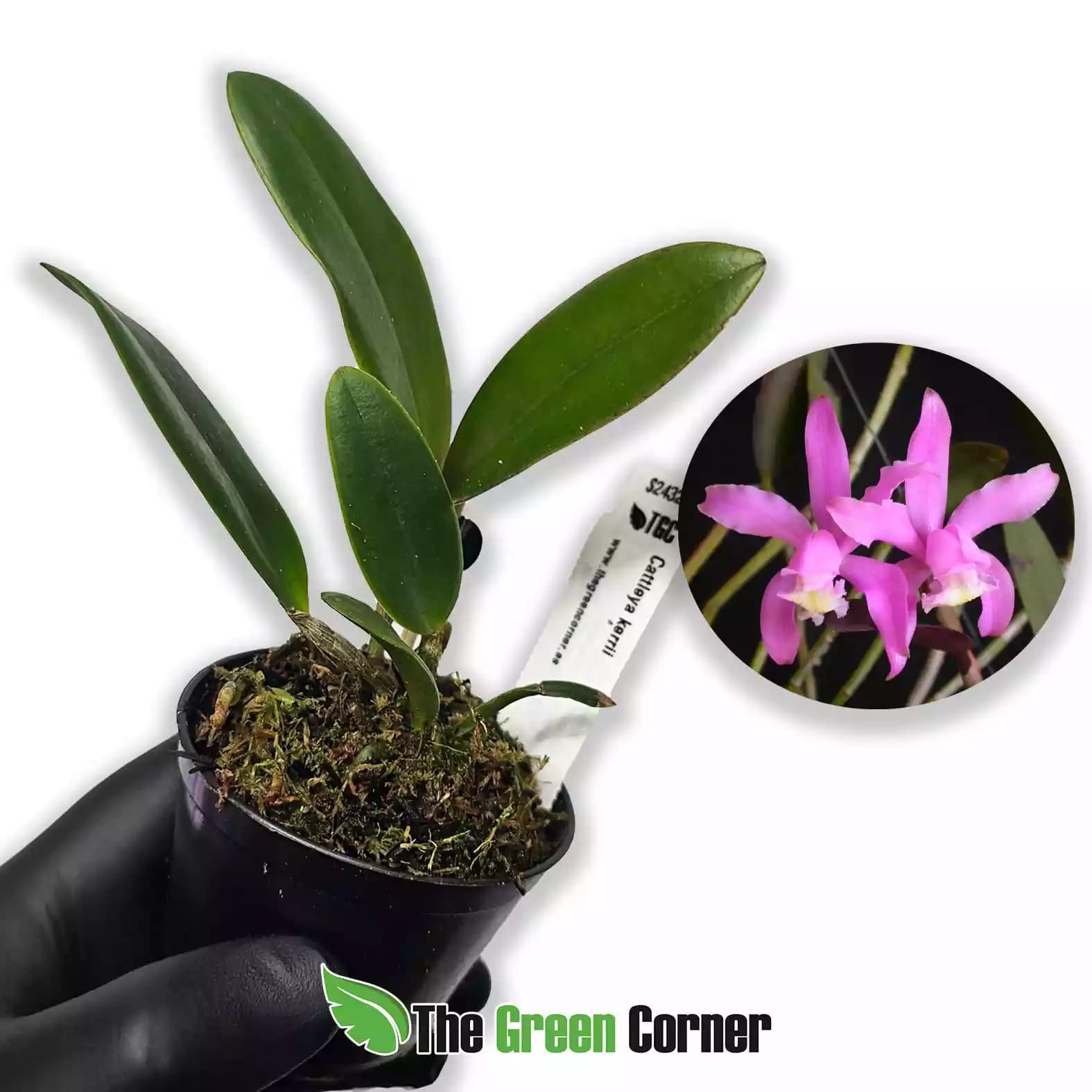 cattleya-kerrii