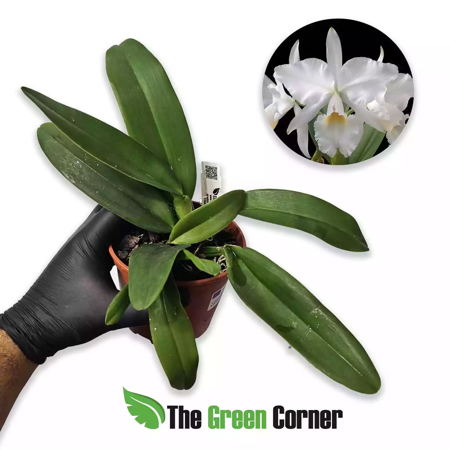 cattleya-labiata-alba