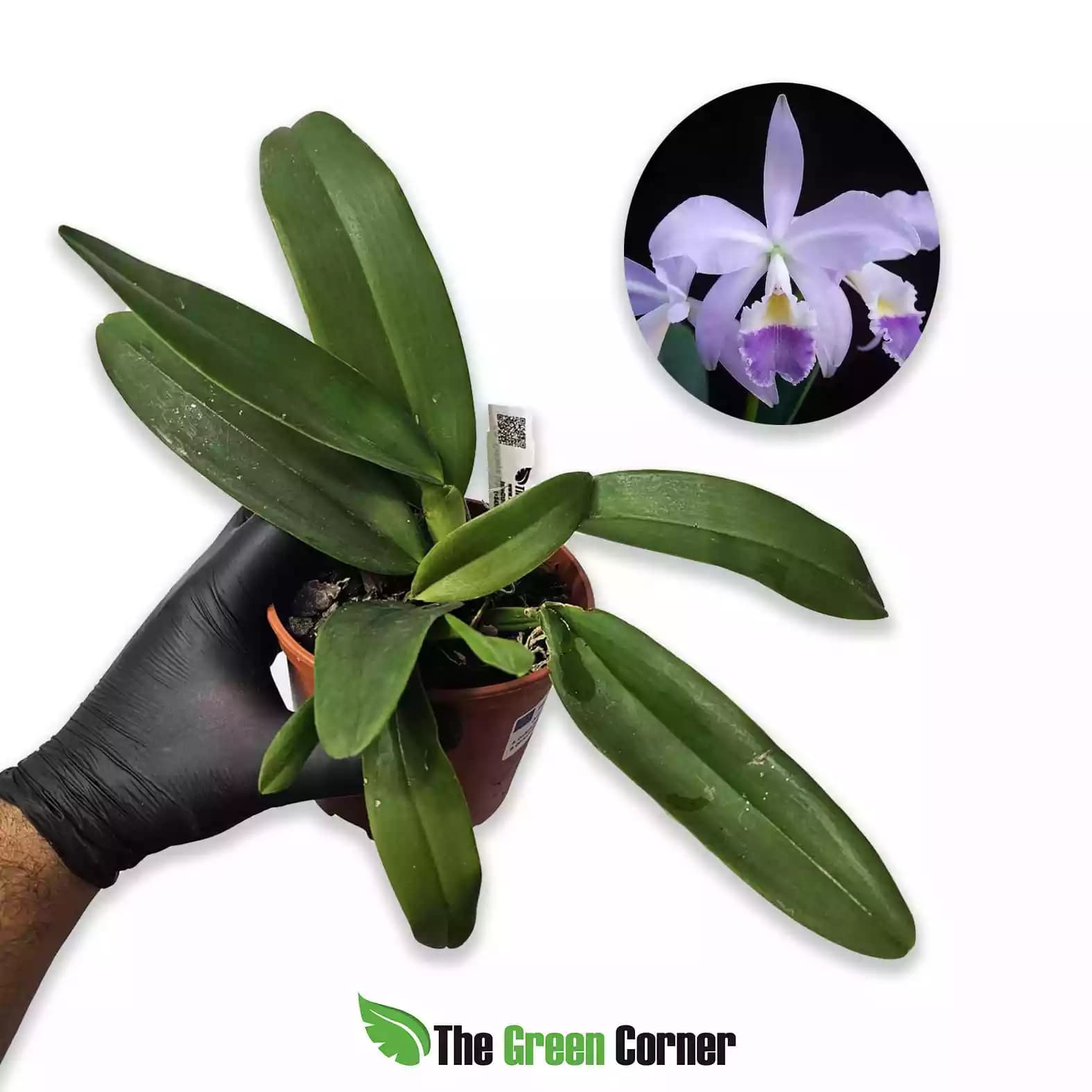 Cattleya labiata Coerulea