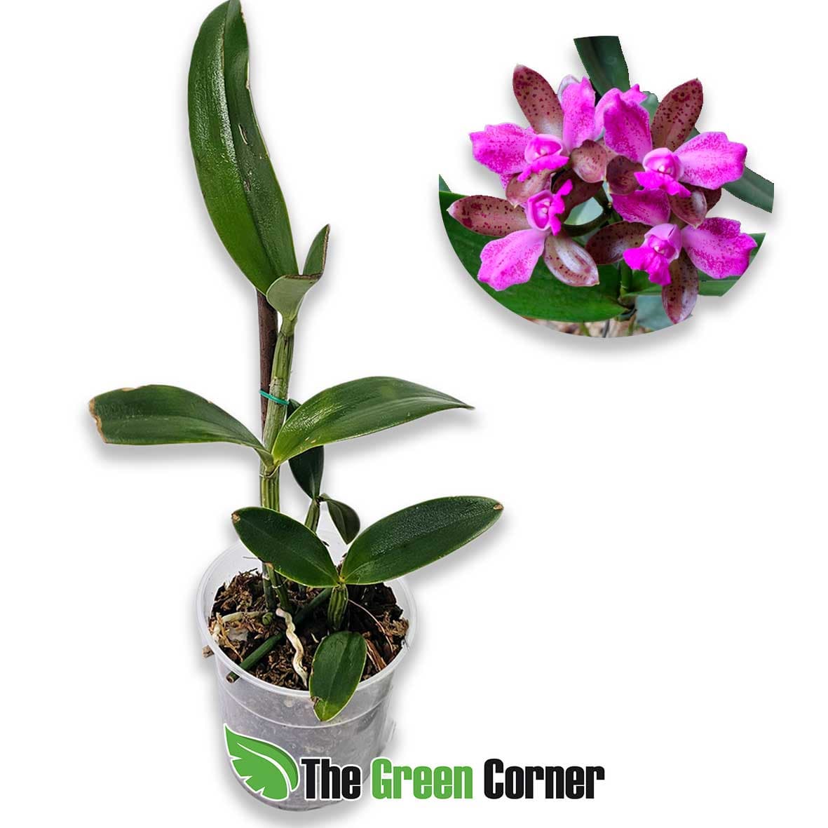 cattleya-leopoldi-trilabelo