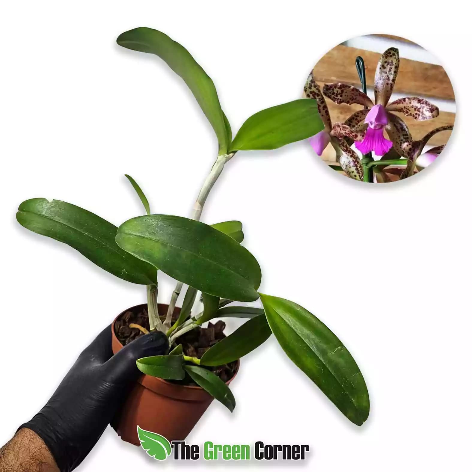 Cattleya leopoldii
