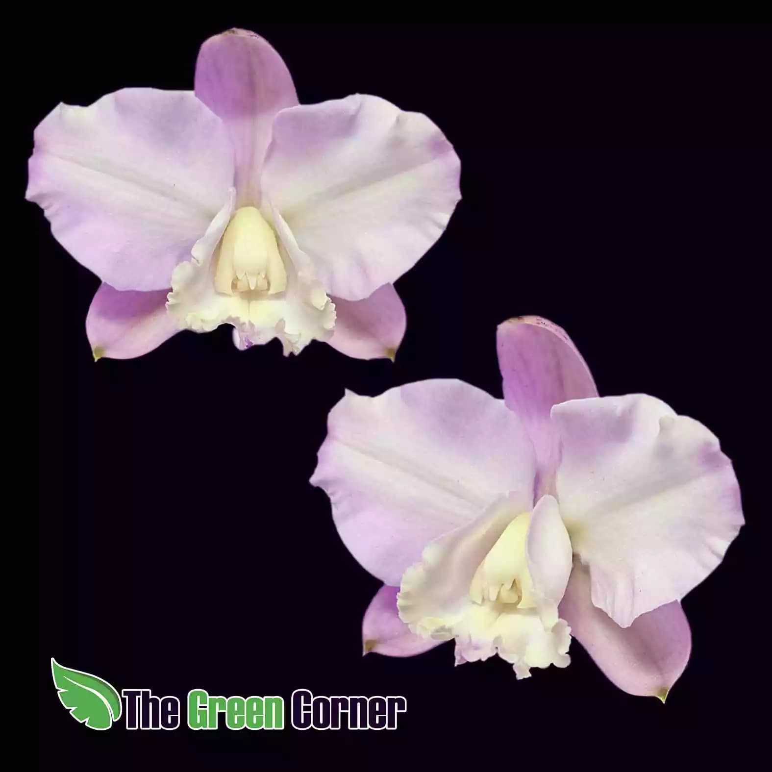 cattleya-loddigesii-flamea-selected