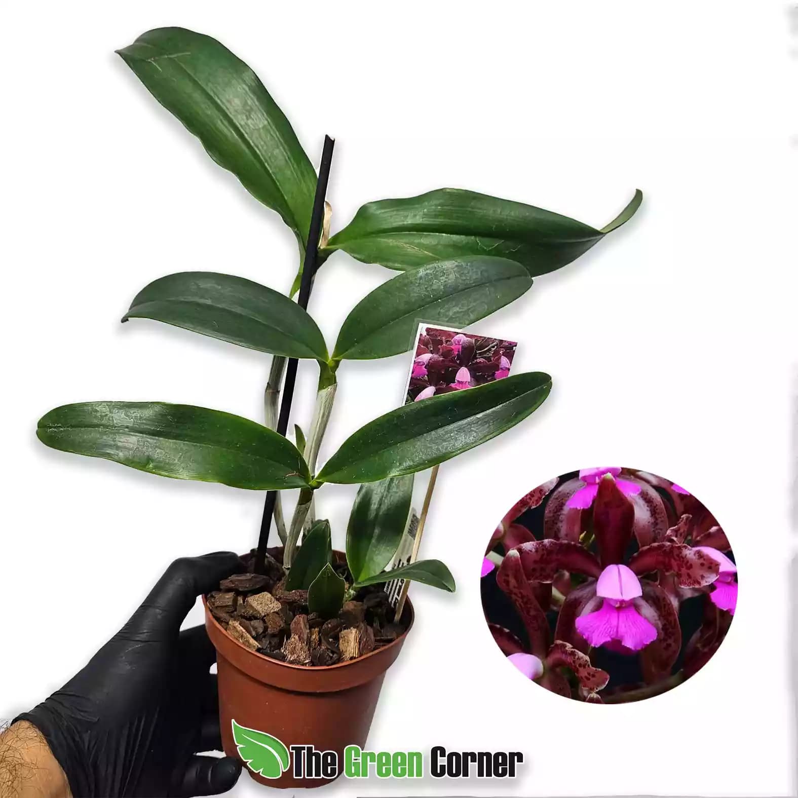 Cattleya leopoldii tigrina escura