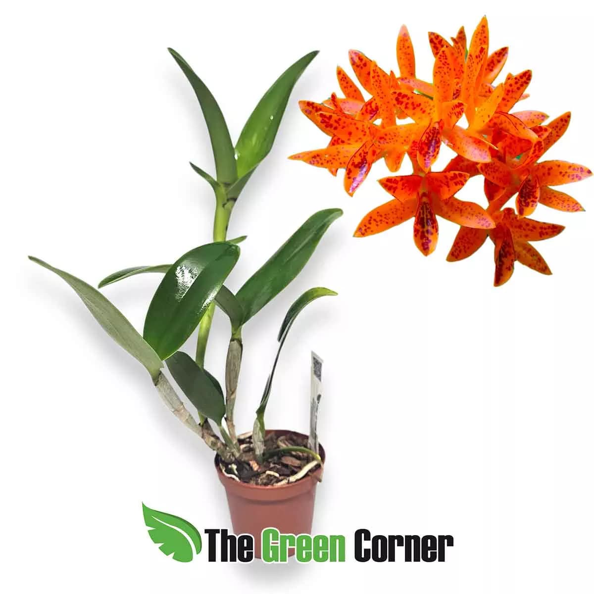 cattleya-mishima-spots