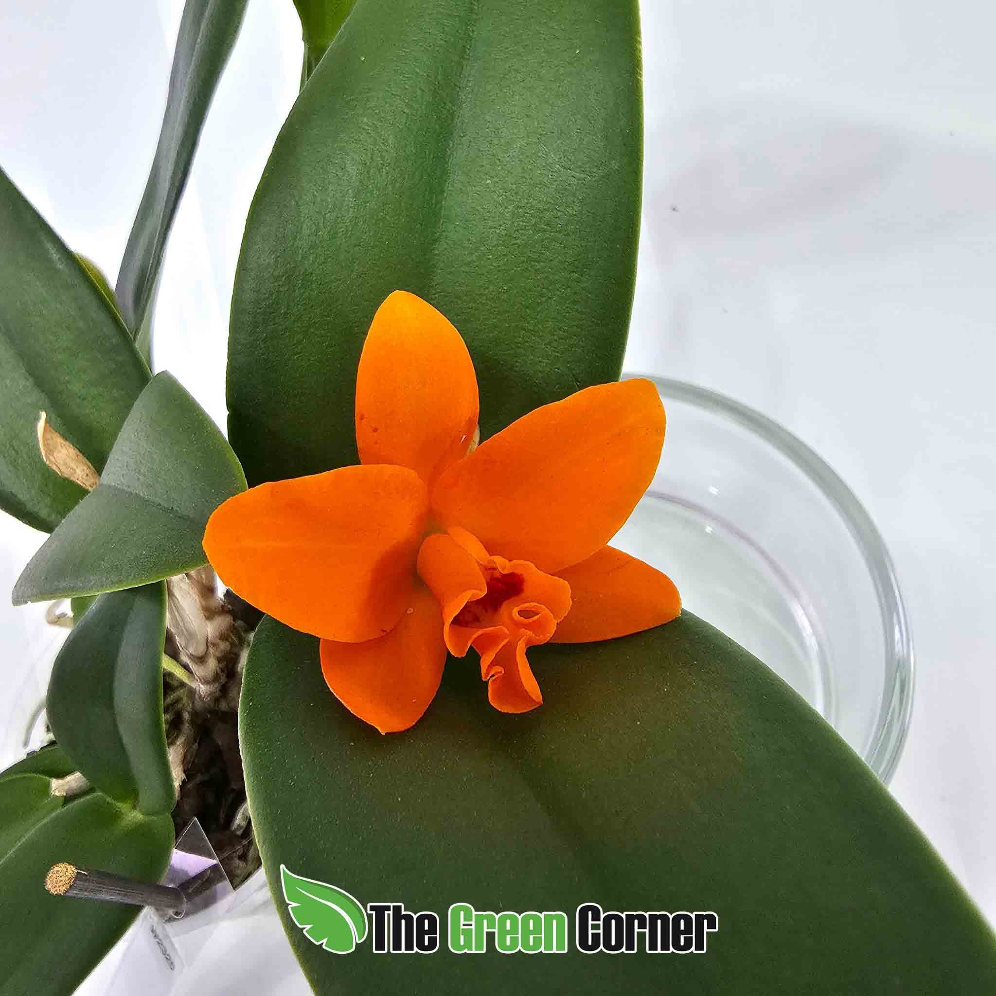 cattleya-naranja-floracion