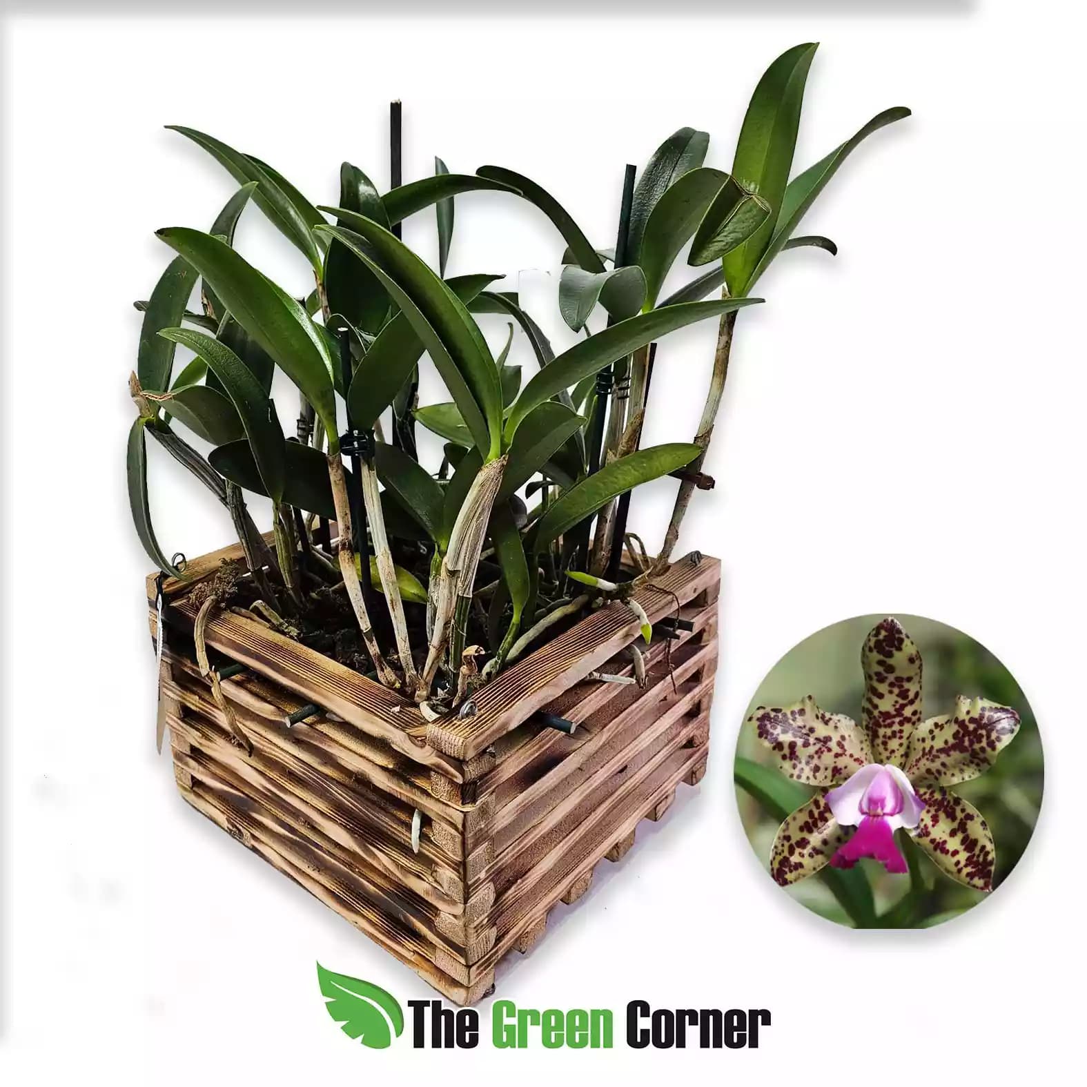 Cattleya Green Emerald Orchid Queen (Maceta de 25cm) 3