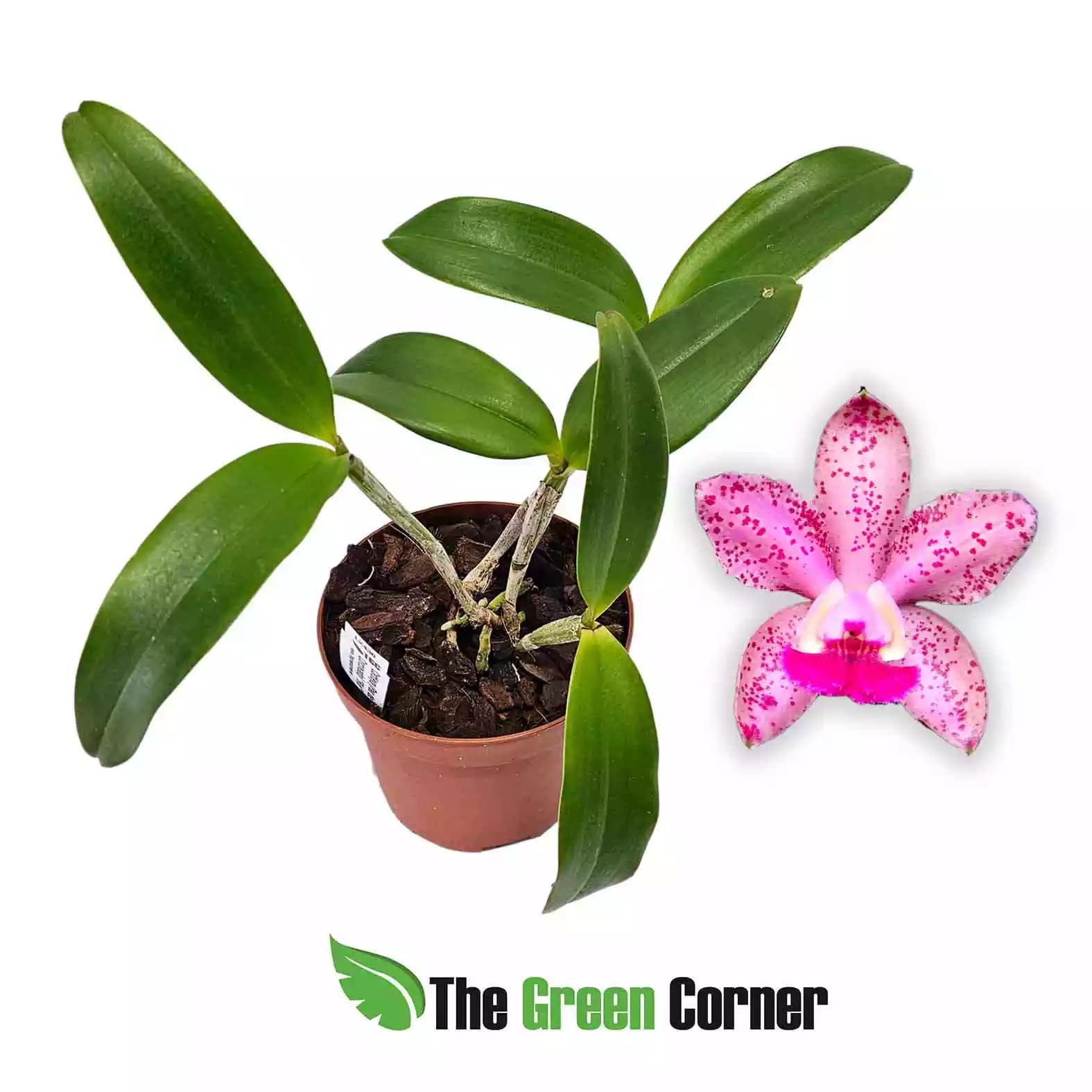 cattleya-pao-de-acucar-x-corcovado-rio