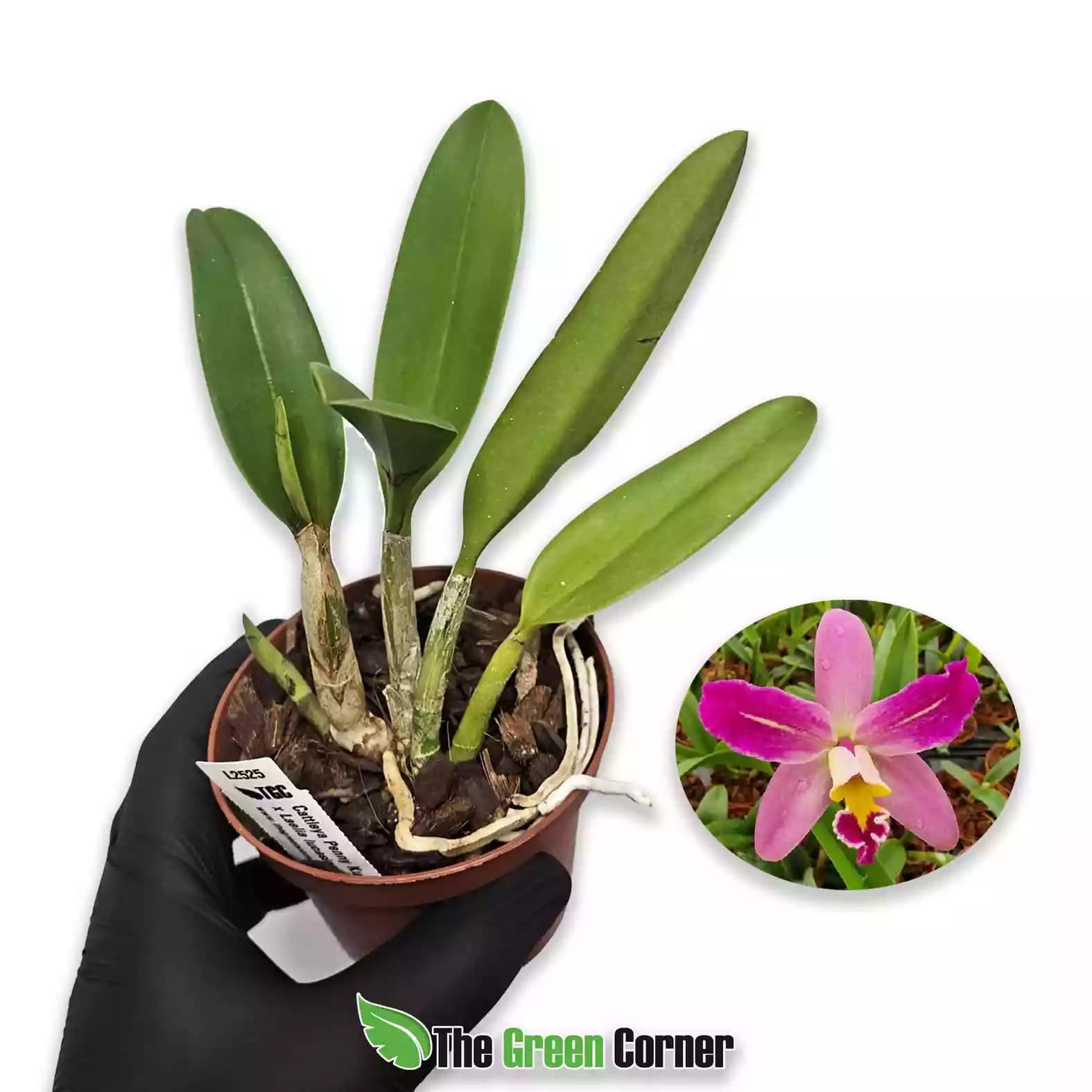 Cattleya Penny Kuroda “Spots” x Laelia lucasiana