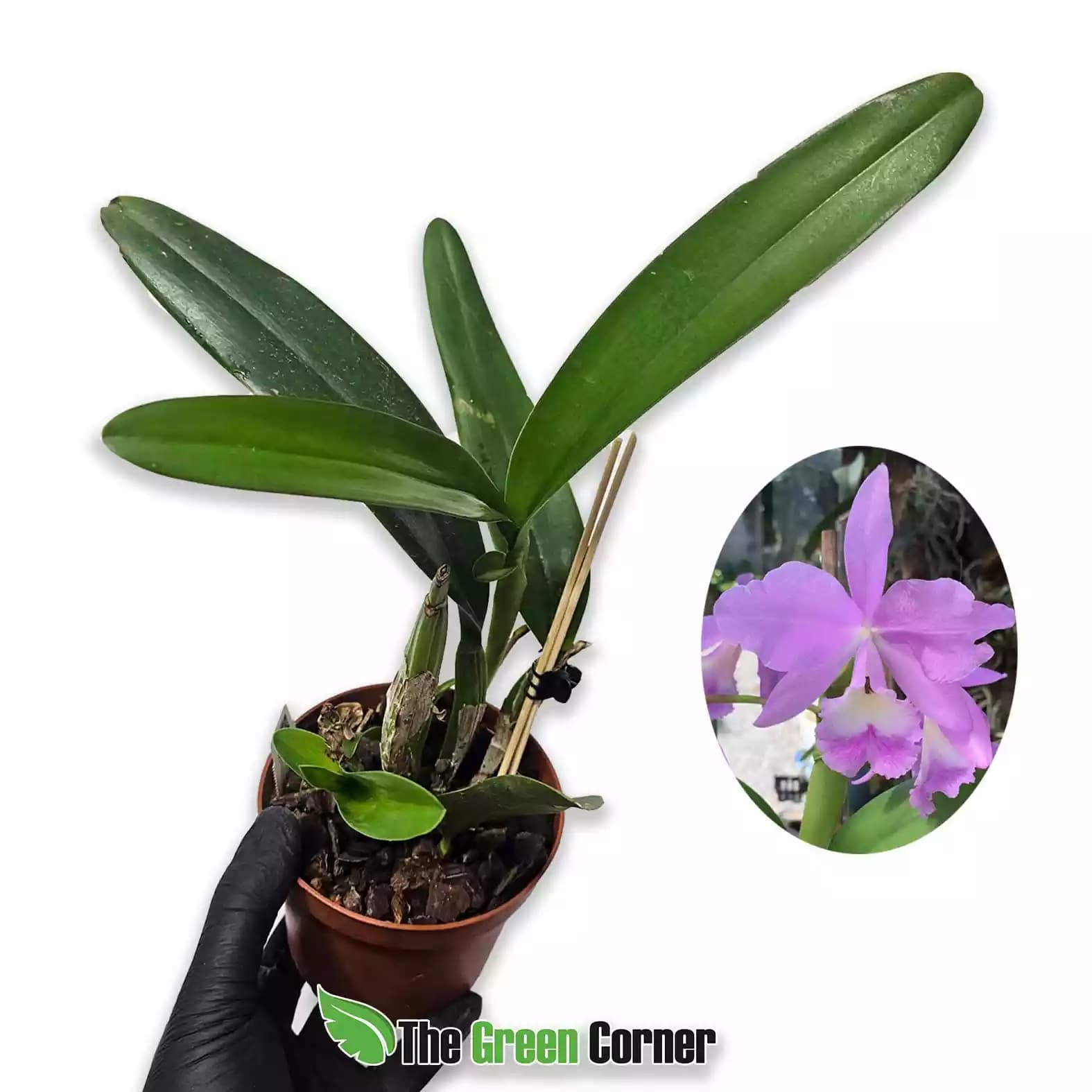 cattleya-portia-tipo