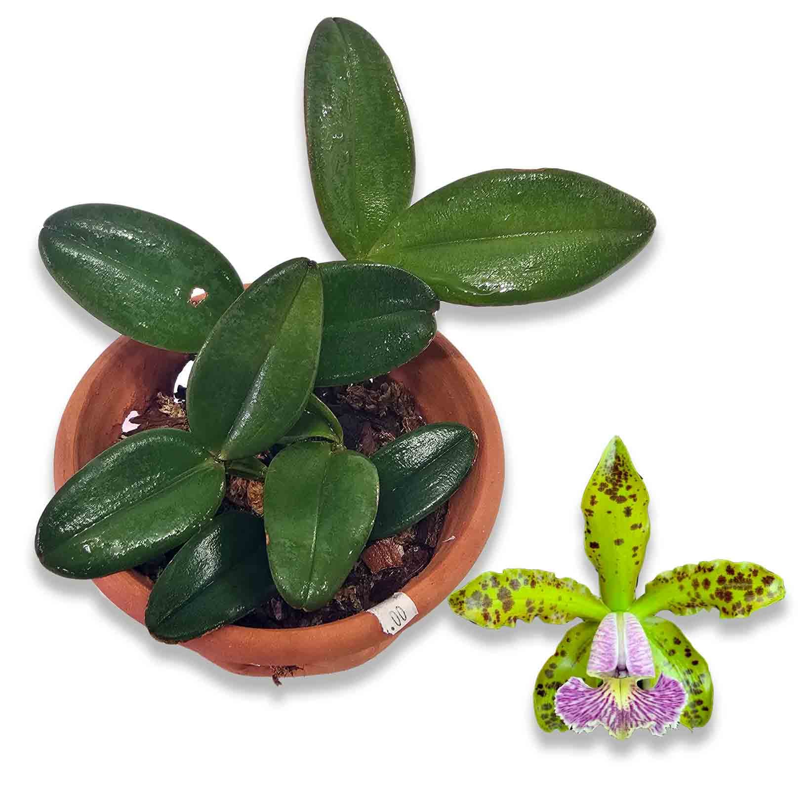 cattleya-schilleriana-var-ceorulea