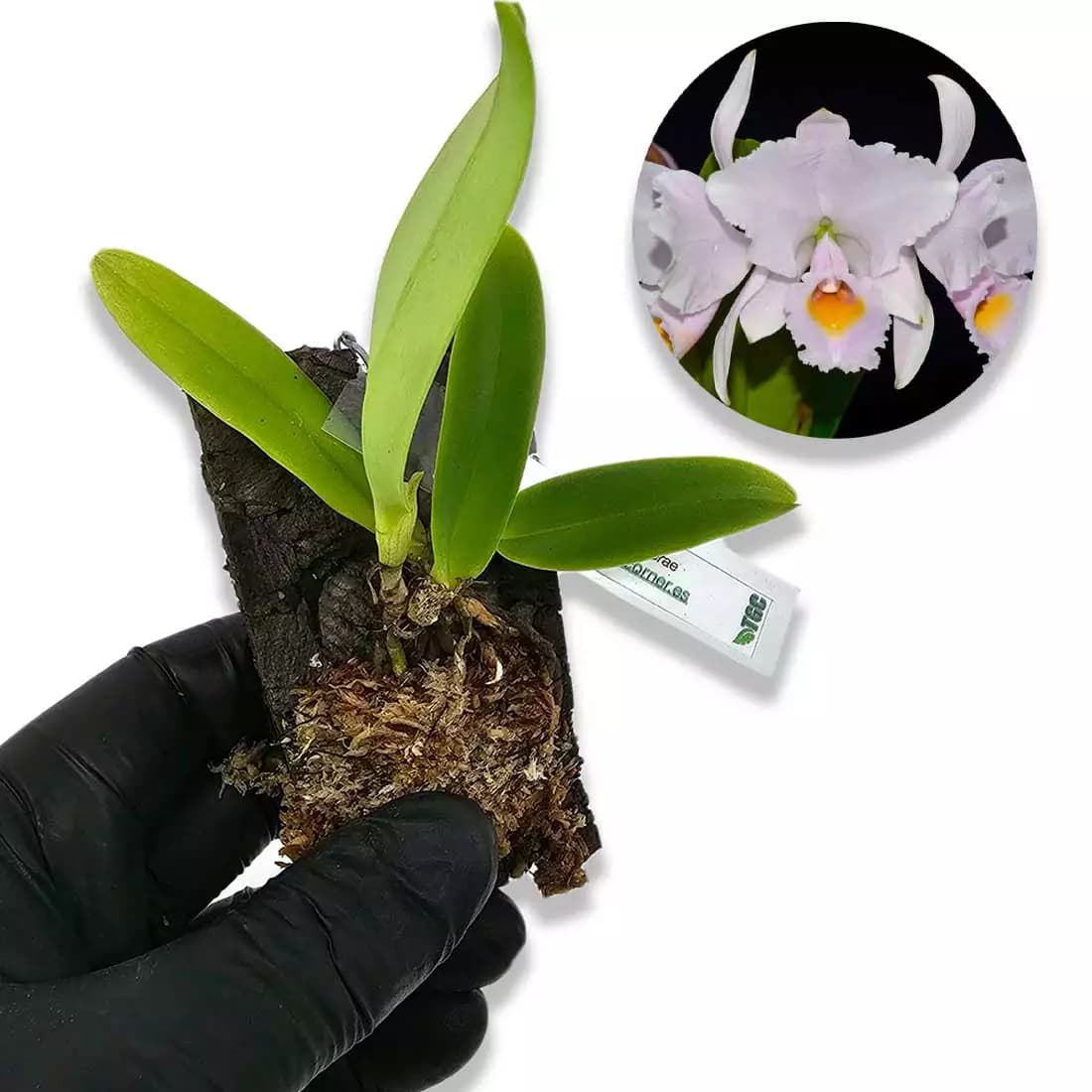 cattleya-schonderae