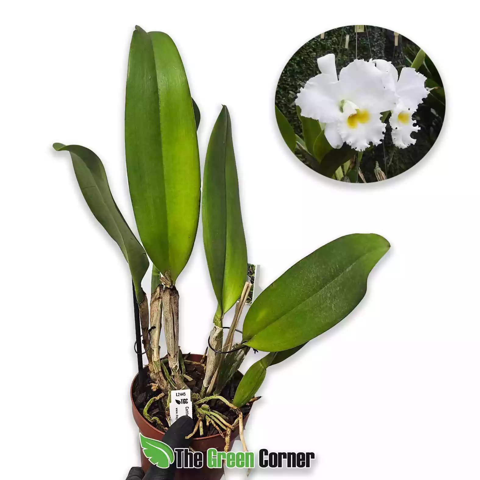 Cattleya Snowball Francis