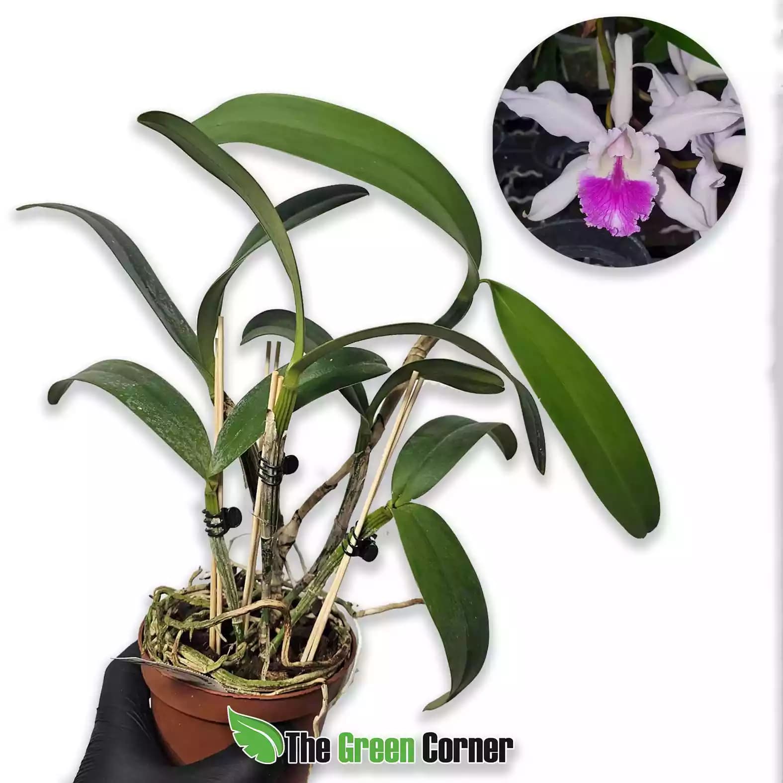 Cattleya Suavior (intermedia x mendelii)