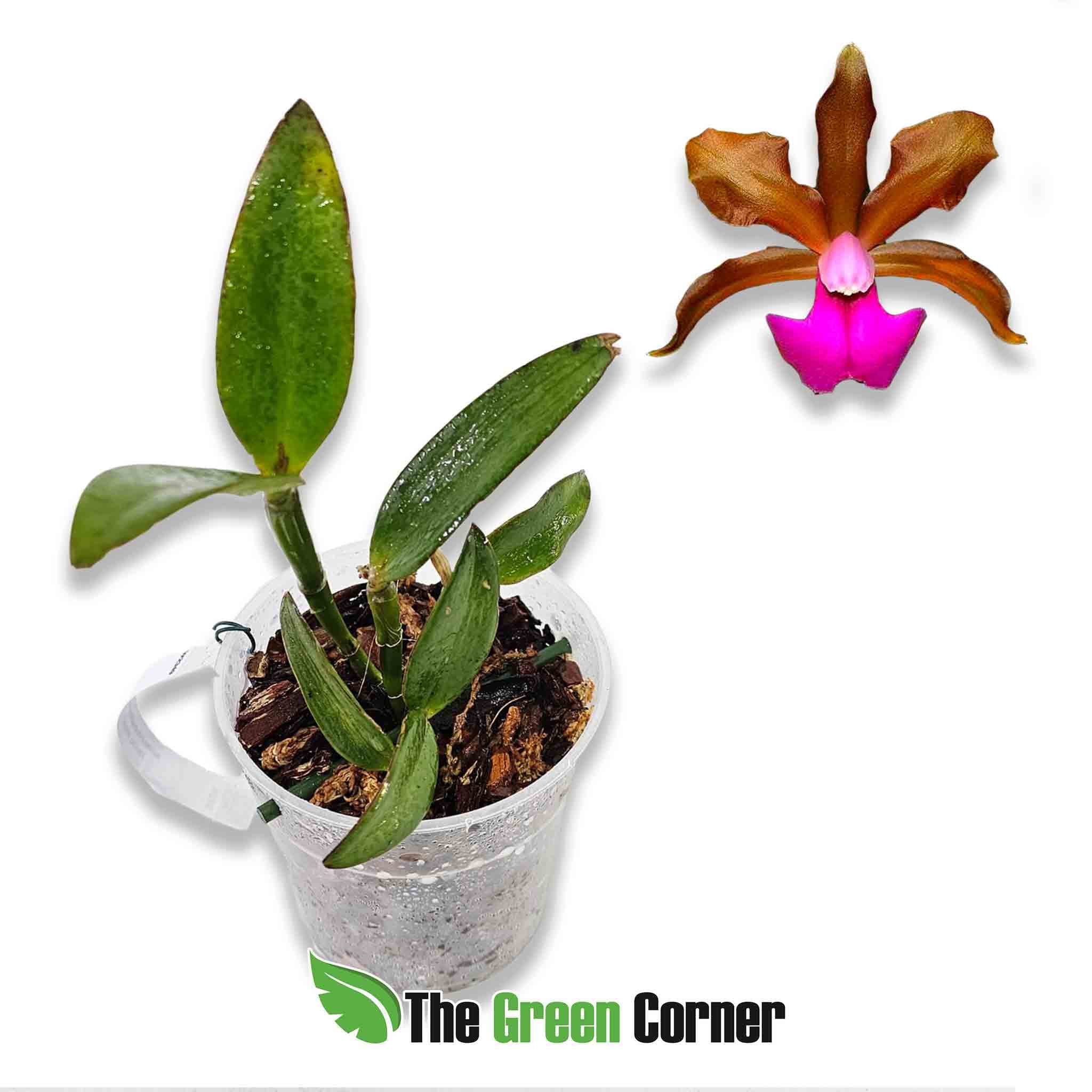 cattleya-tricolor