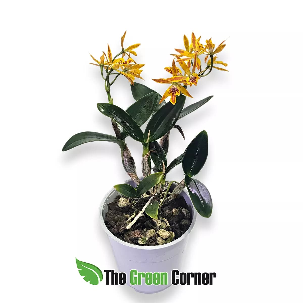 cattleya-volcano-trick