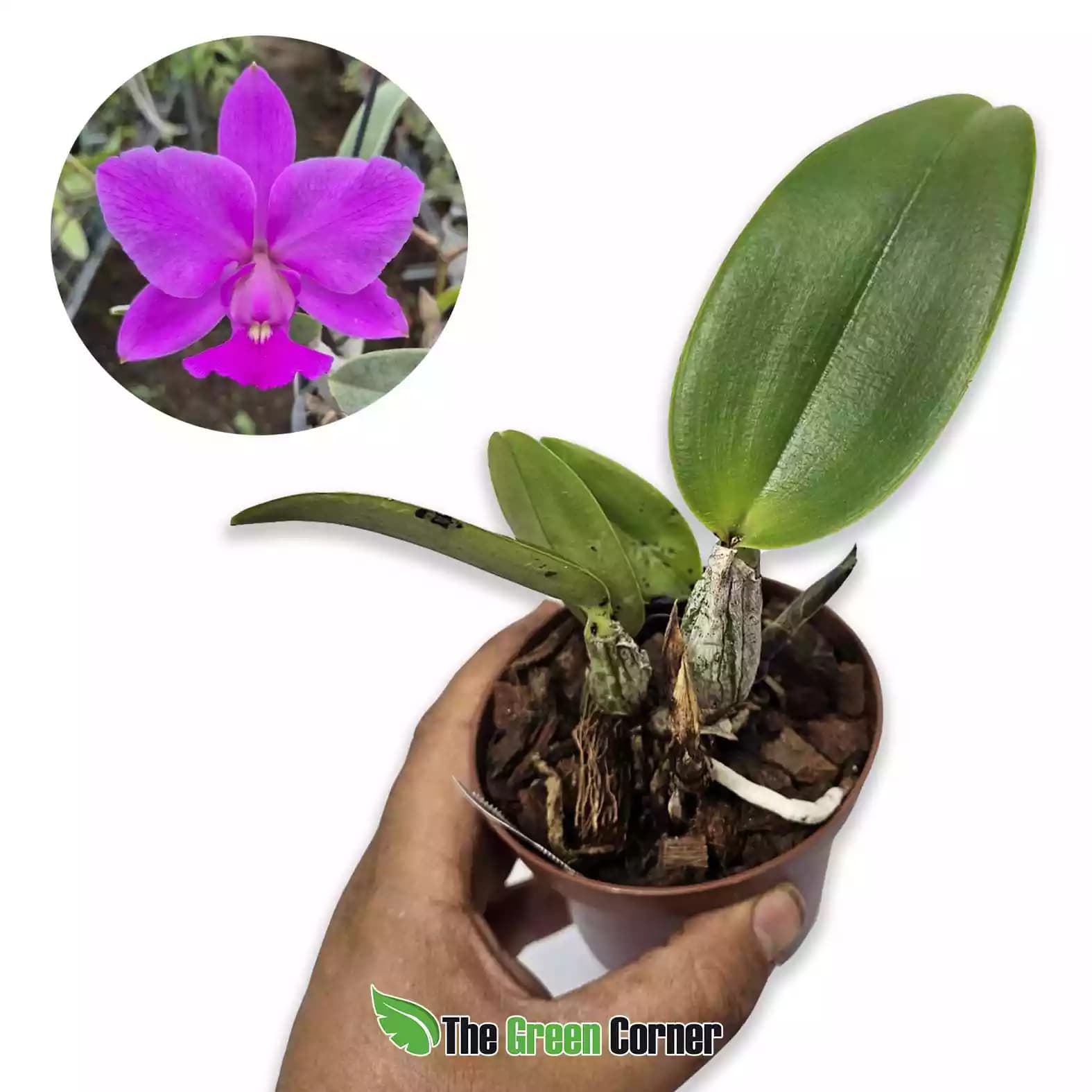 Cattleya walkeriana (Miguel Rodriguez × Miriam Hard Tipo)