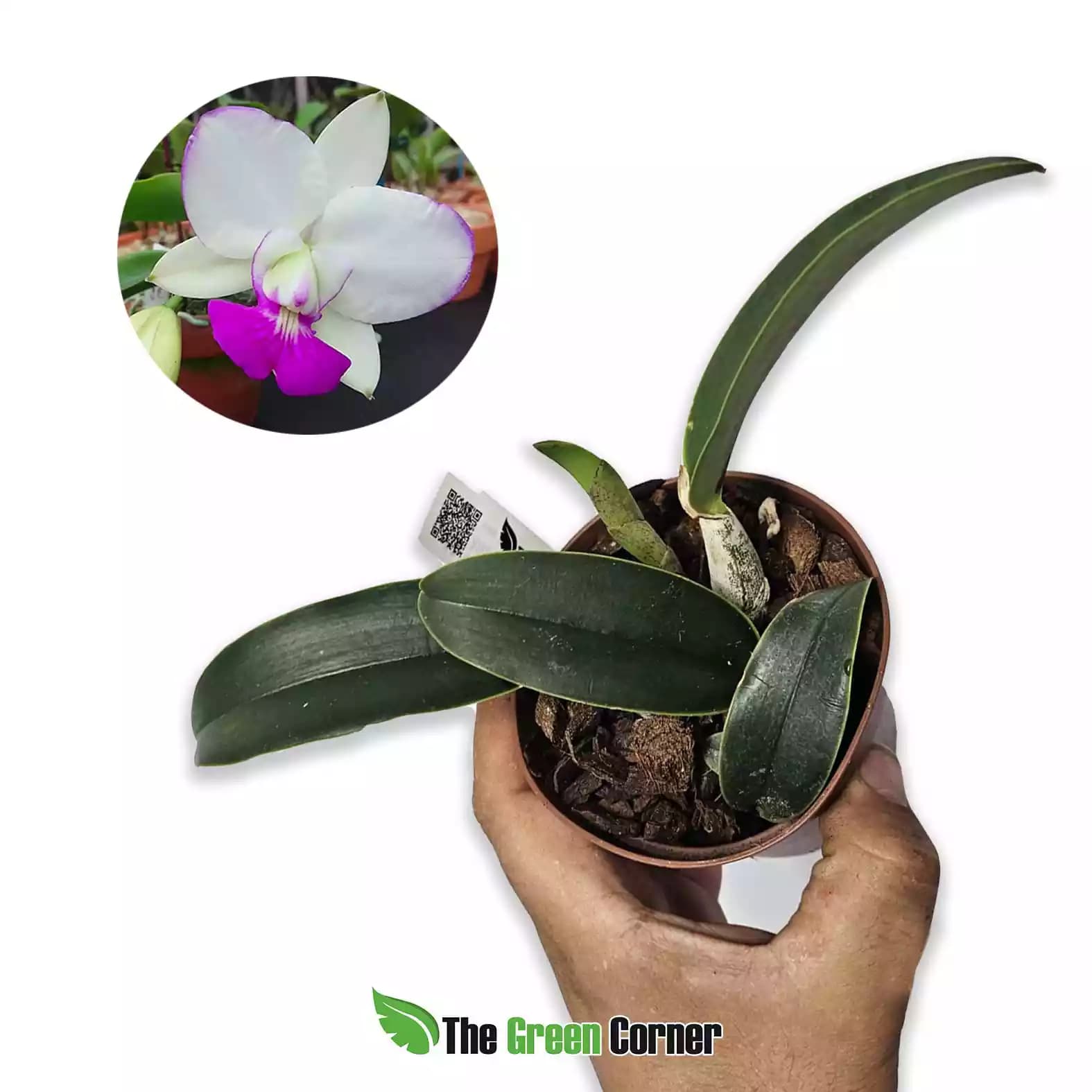 cattleya-walkeriana-semi-alba