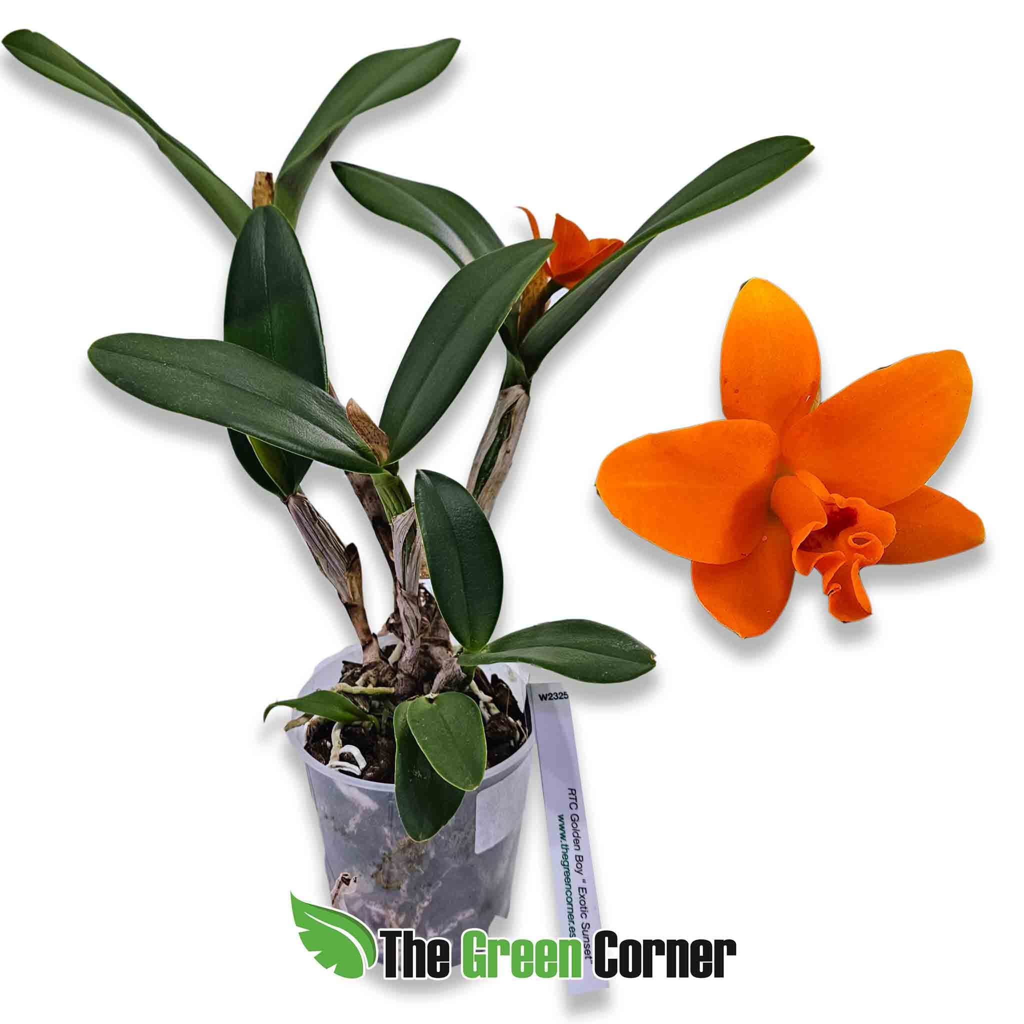 cattleya-you-ming-gold