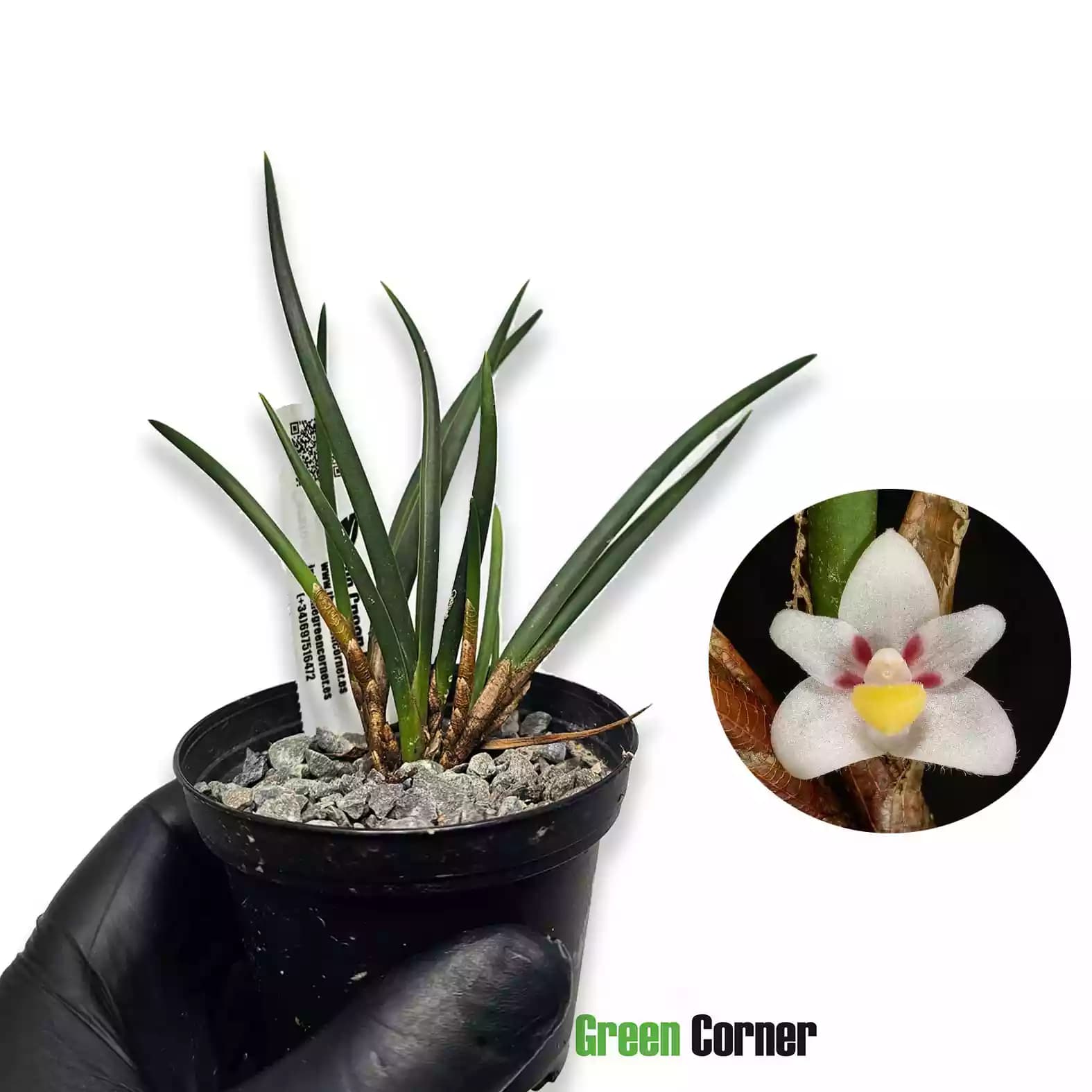 ceratostylis-incognita