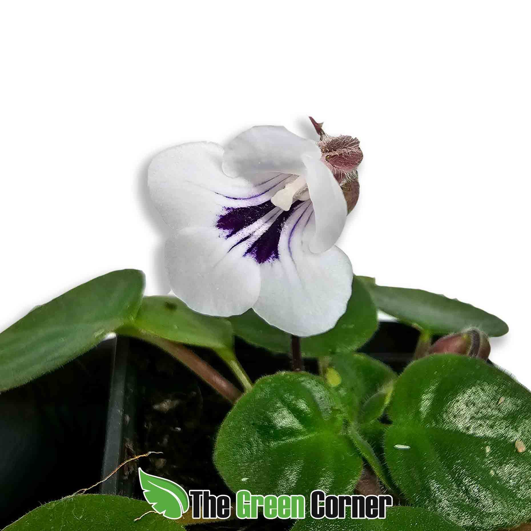chirita-flores