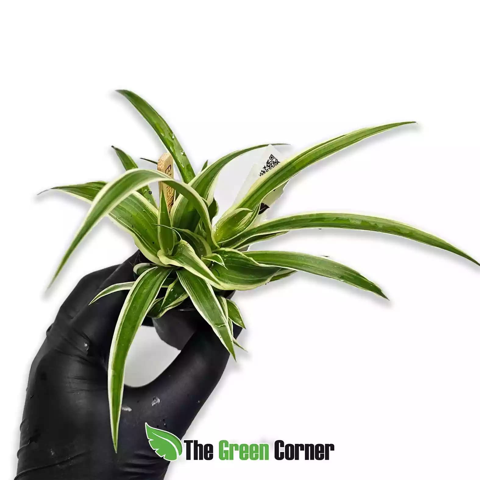 Chlorophytum comosum