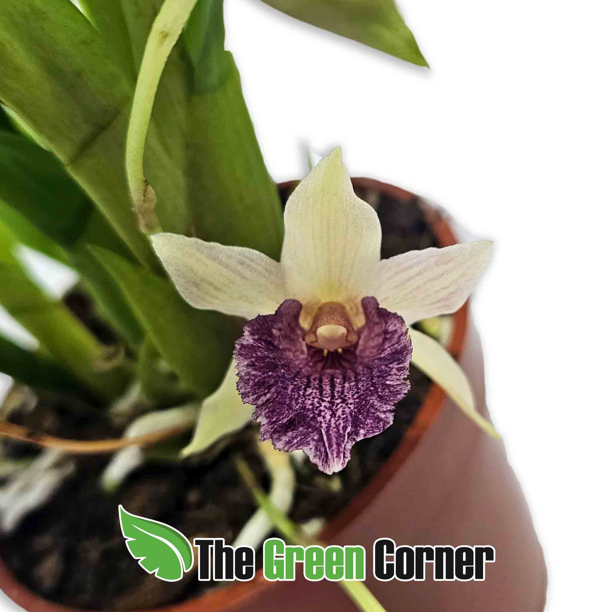 cocheanthes-morado