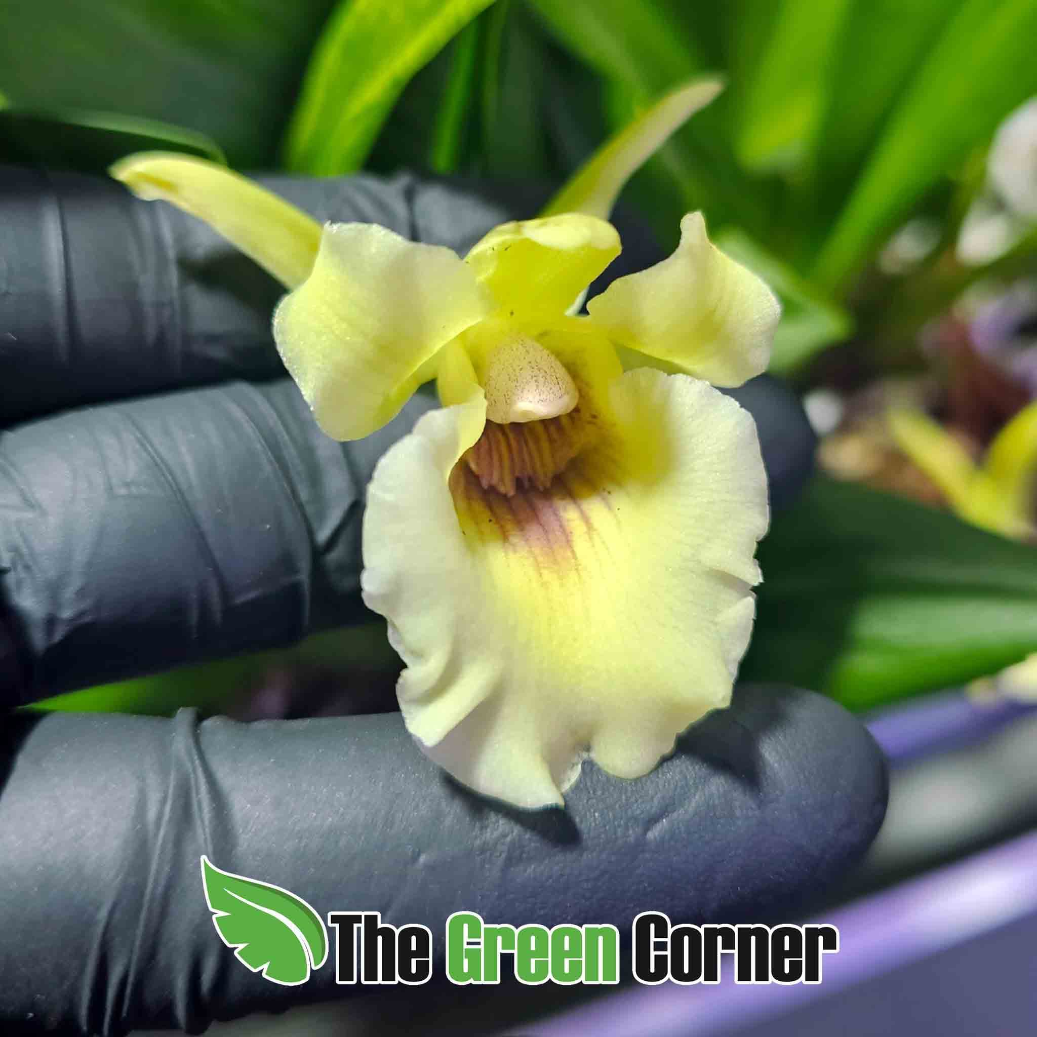 Cochleanthes sp. 3