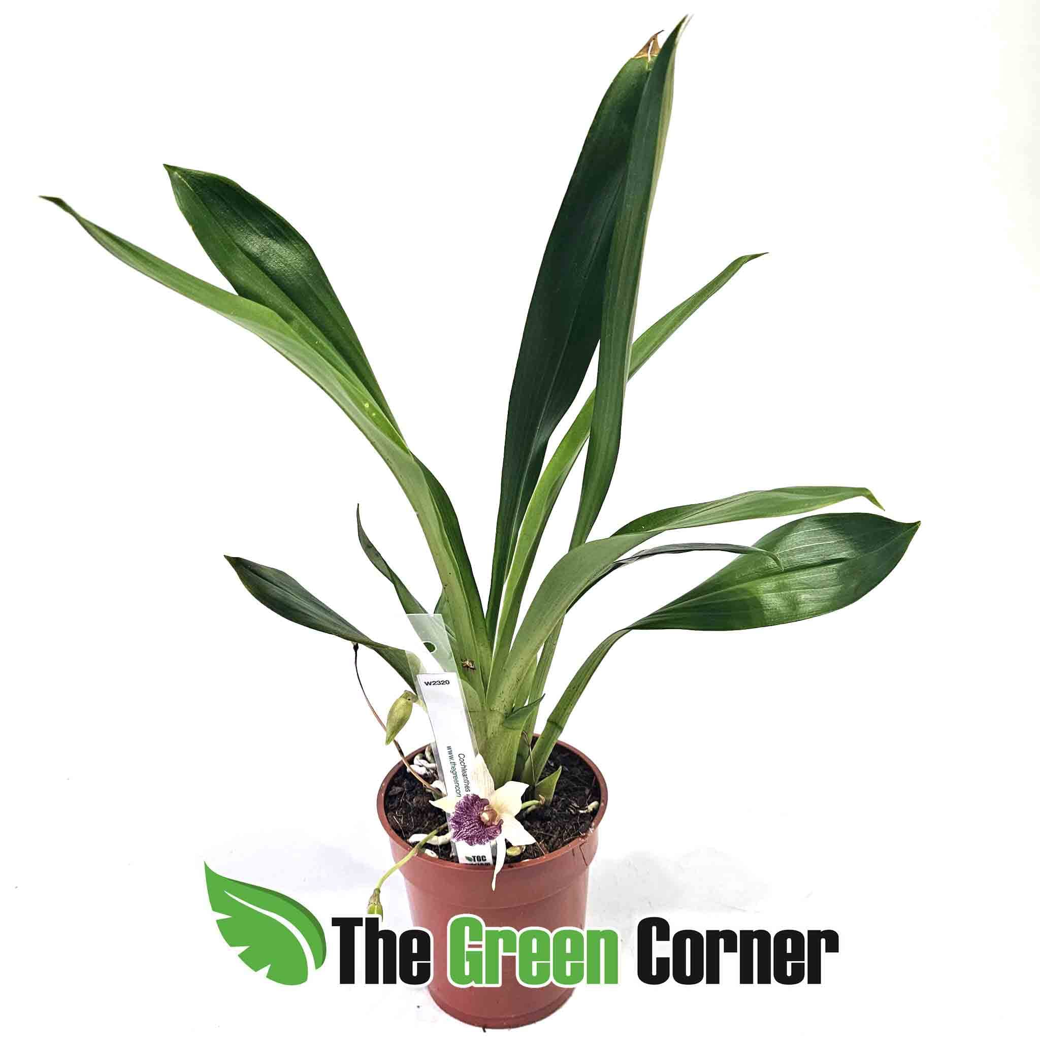 cocleanthes-planta