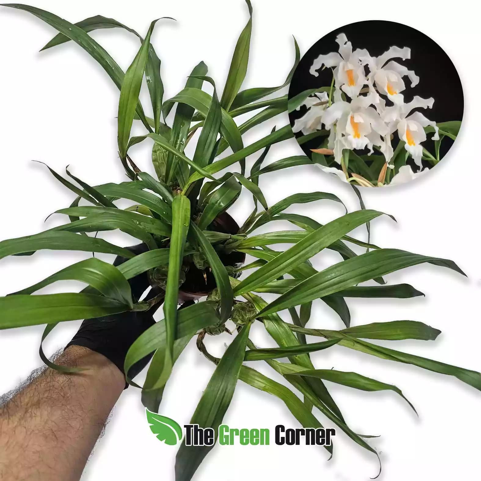 Coelogyne cristata