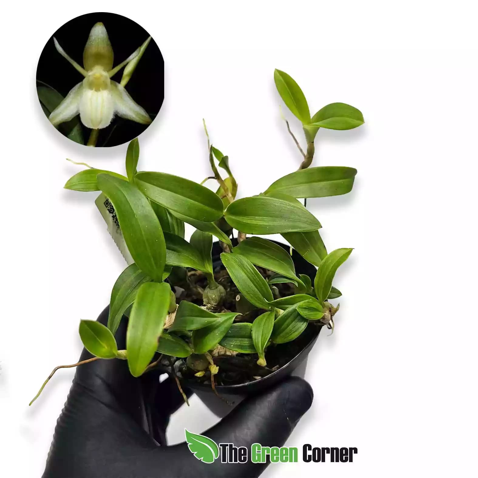 Coelogyne fimbriata var. Alba Mini