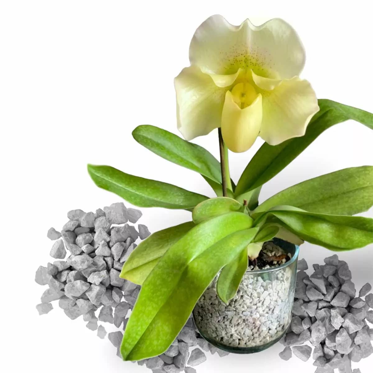 colomi-paphiopedilum