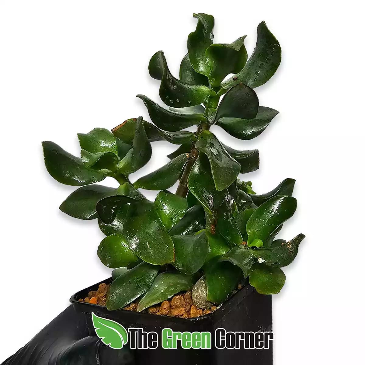 crassula-arborenscens
