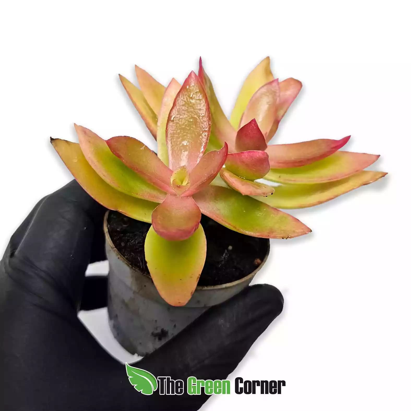 Crassula capitella