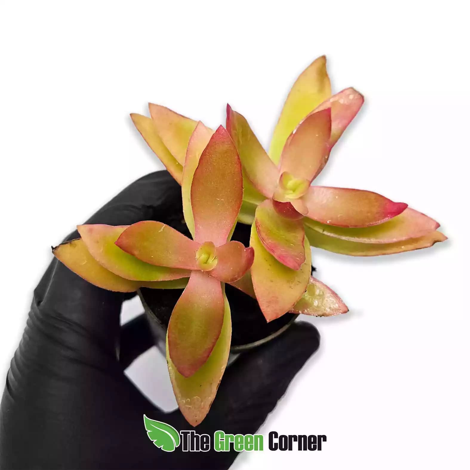 Crassula capitella