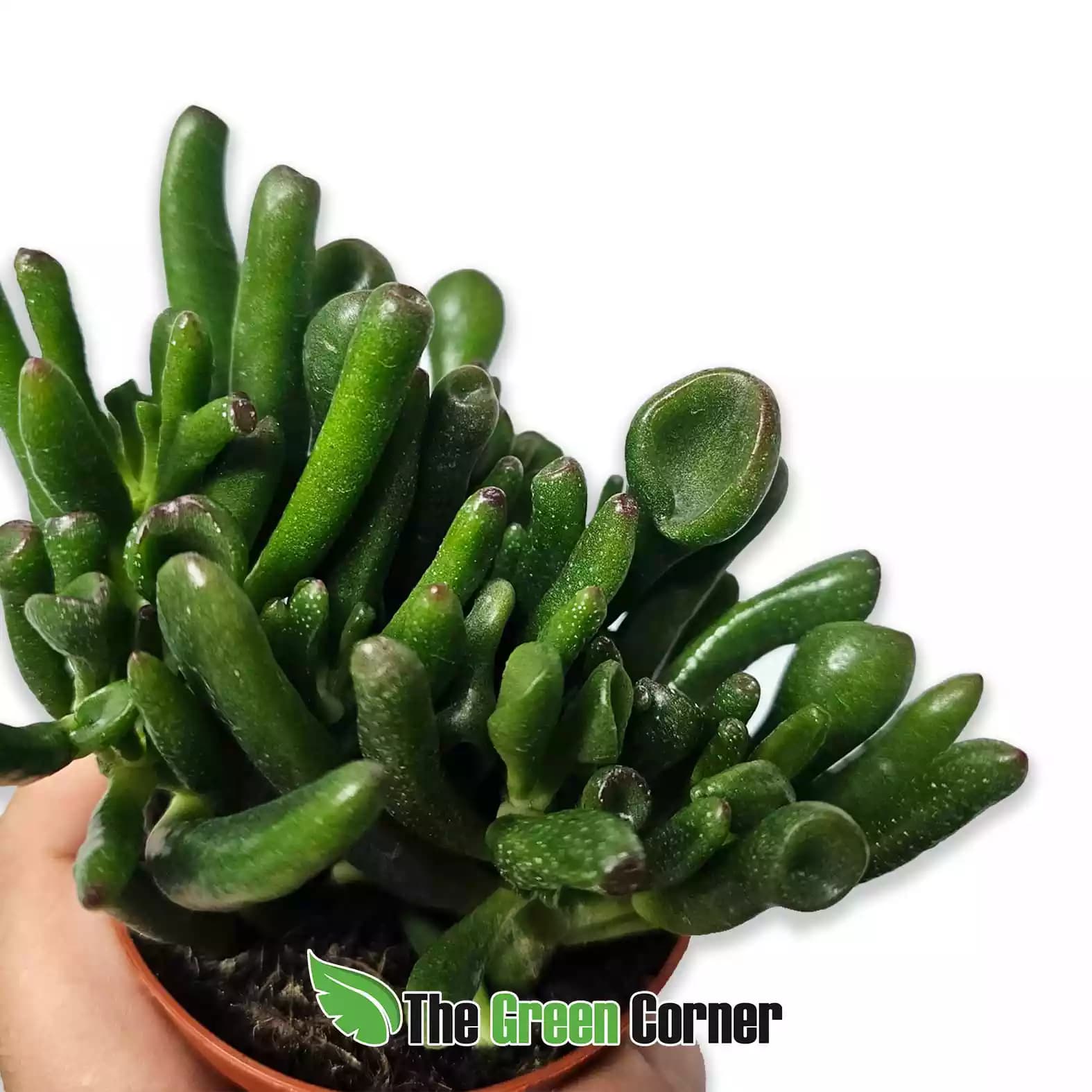 Crassula ovata ‘Hobbit’