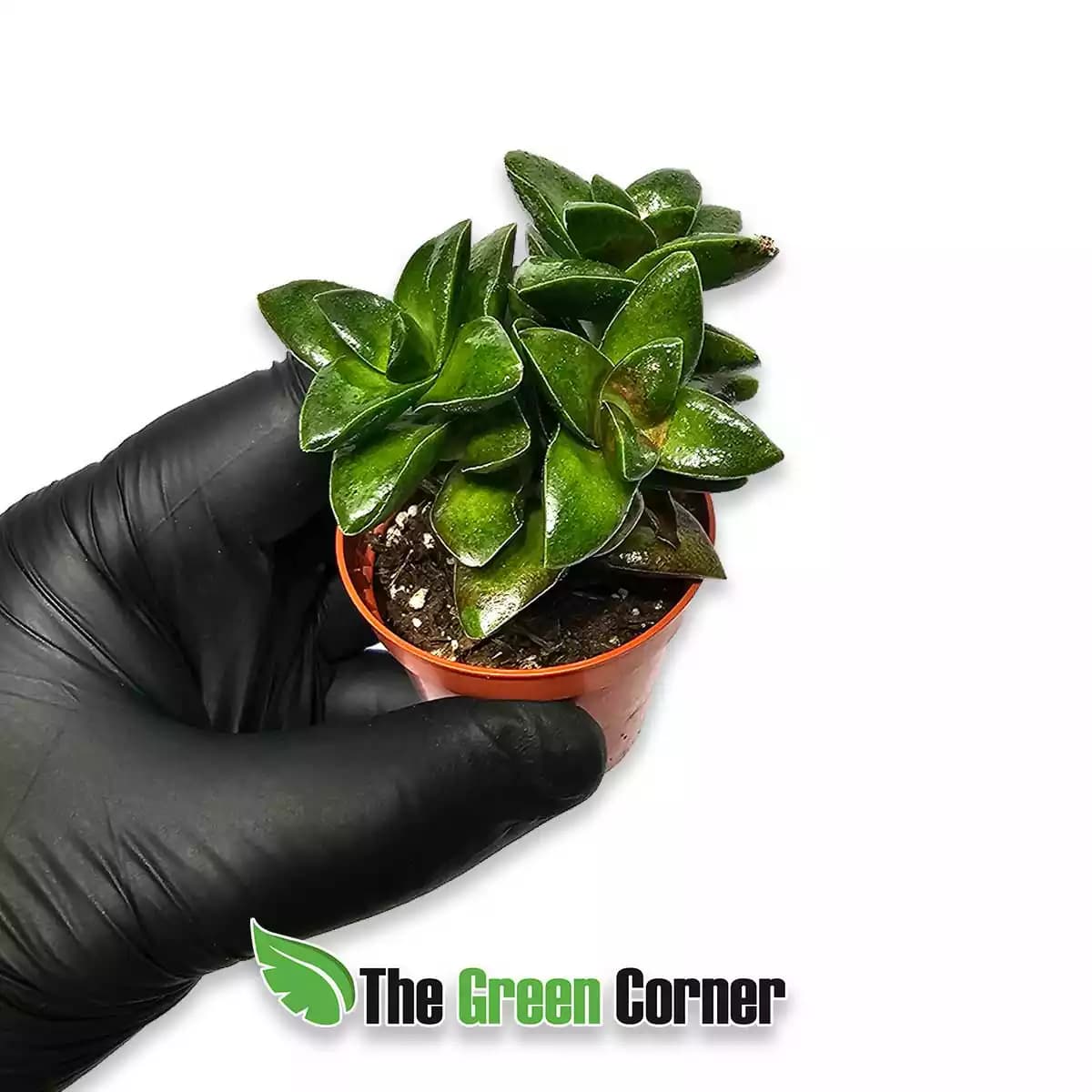 crassula-perforata