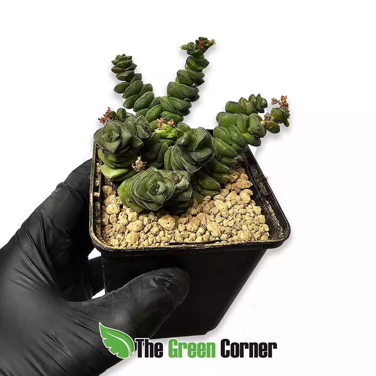 crassula-rupestris-general