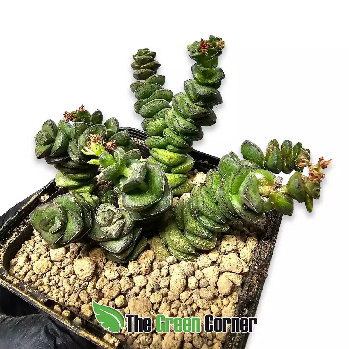 crassula-rupestris
