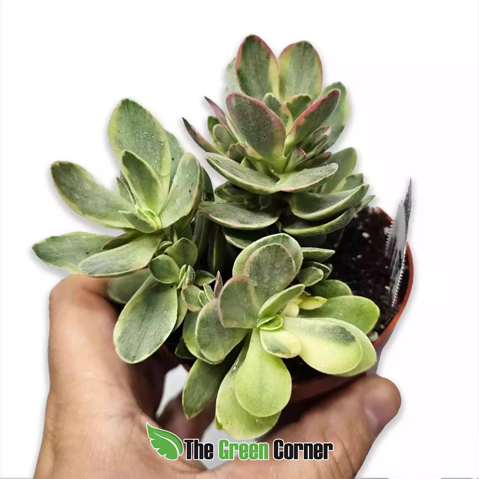 crasula-moneymaker