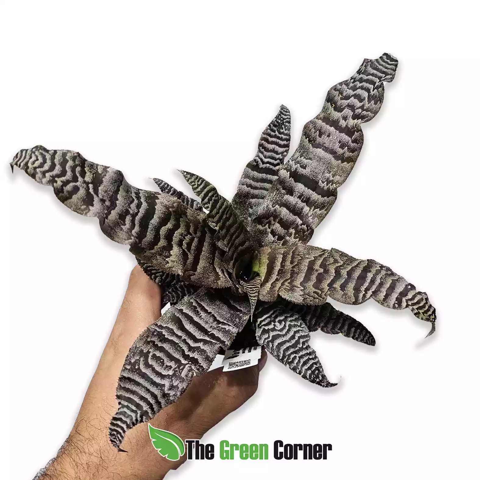 Cryptanthus Zonatus