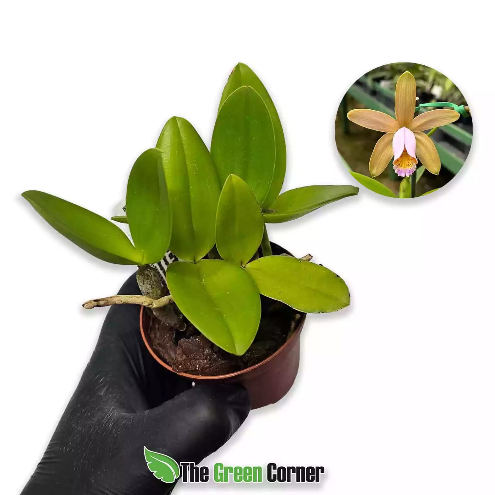Cattleya forbesii