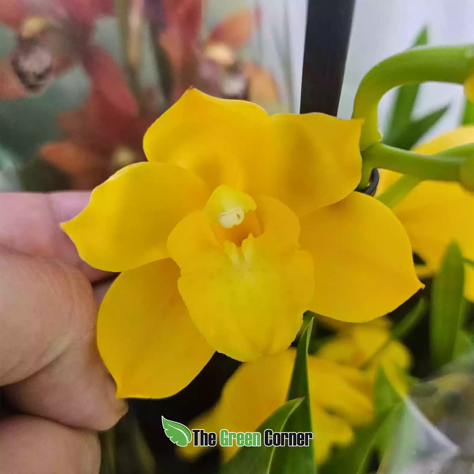 cymbidium-amarillo