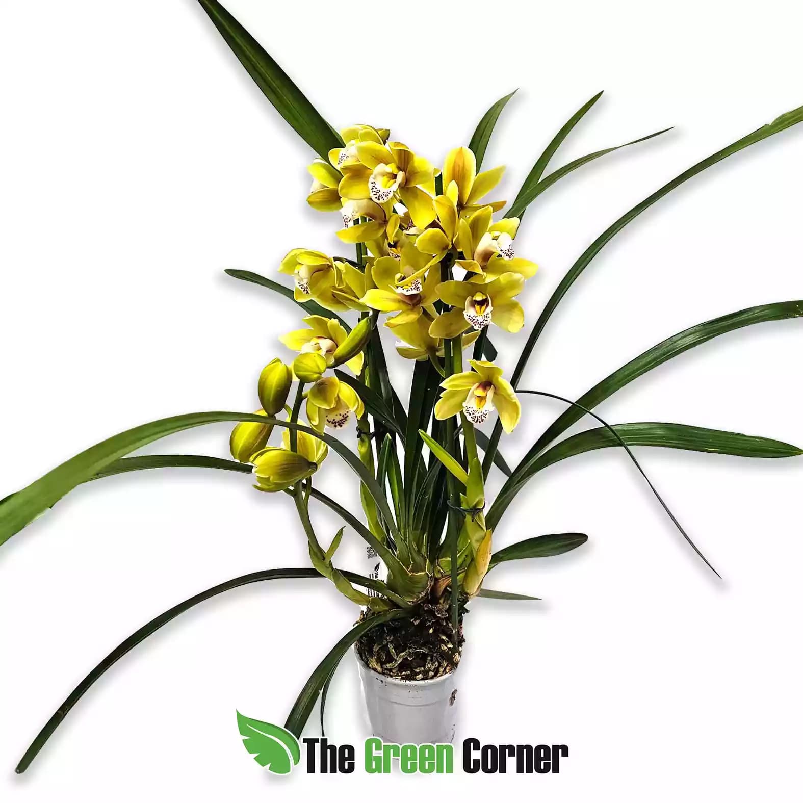 Cymbidium híbrido Amarillo con labelo punteado 2