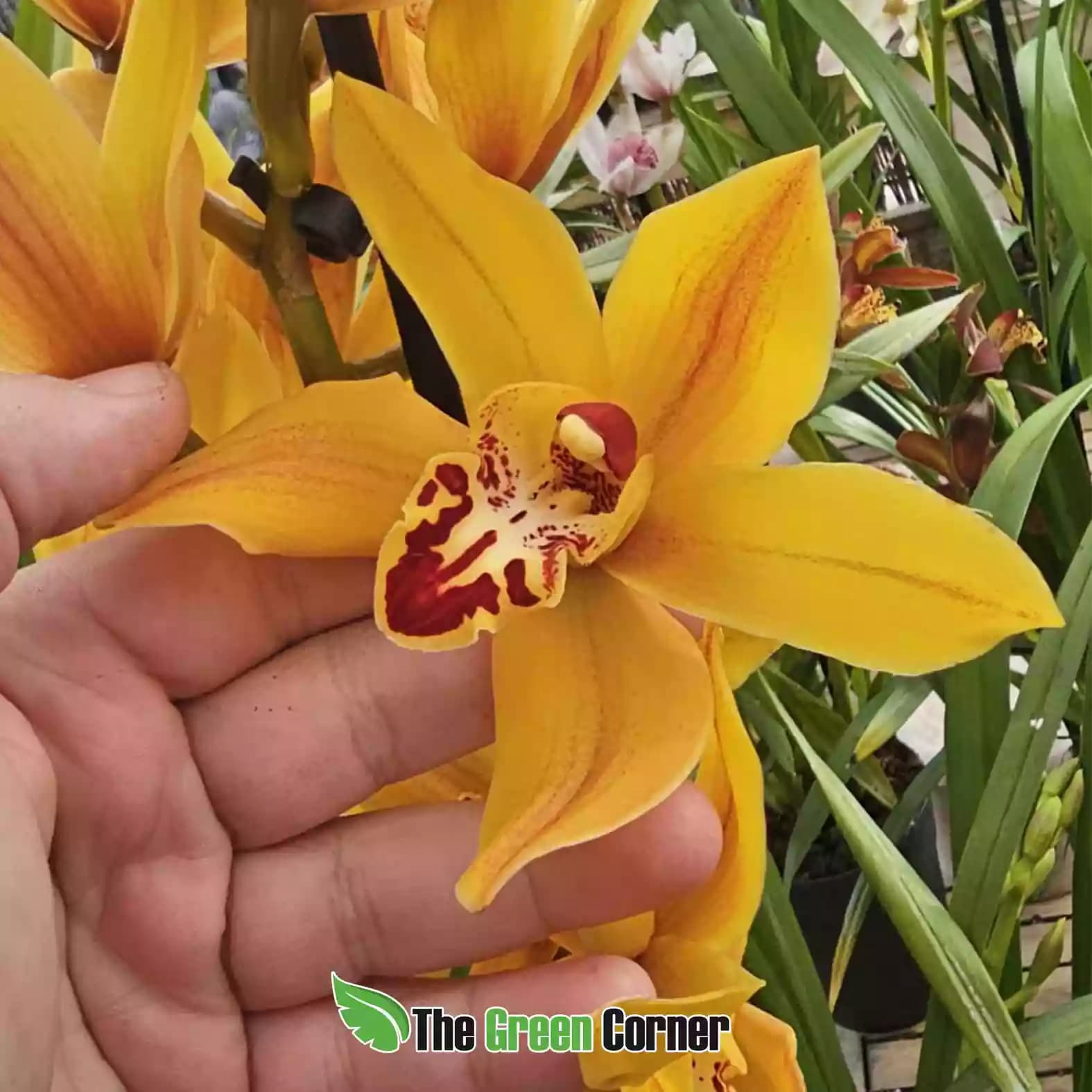 cymbidium-amarillo-labelo-rojo