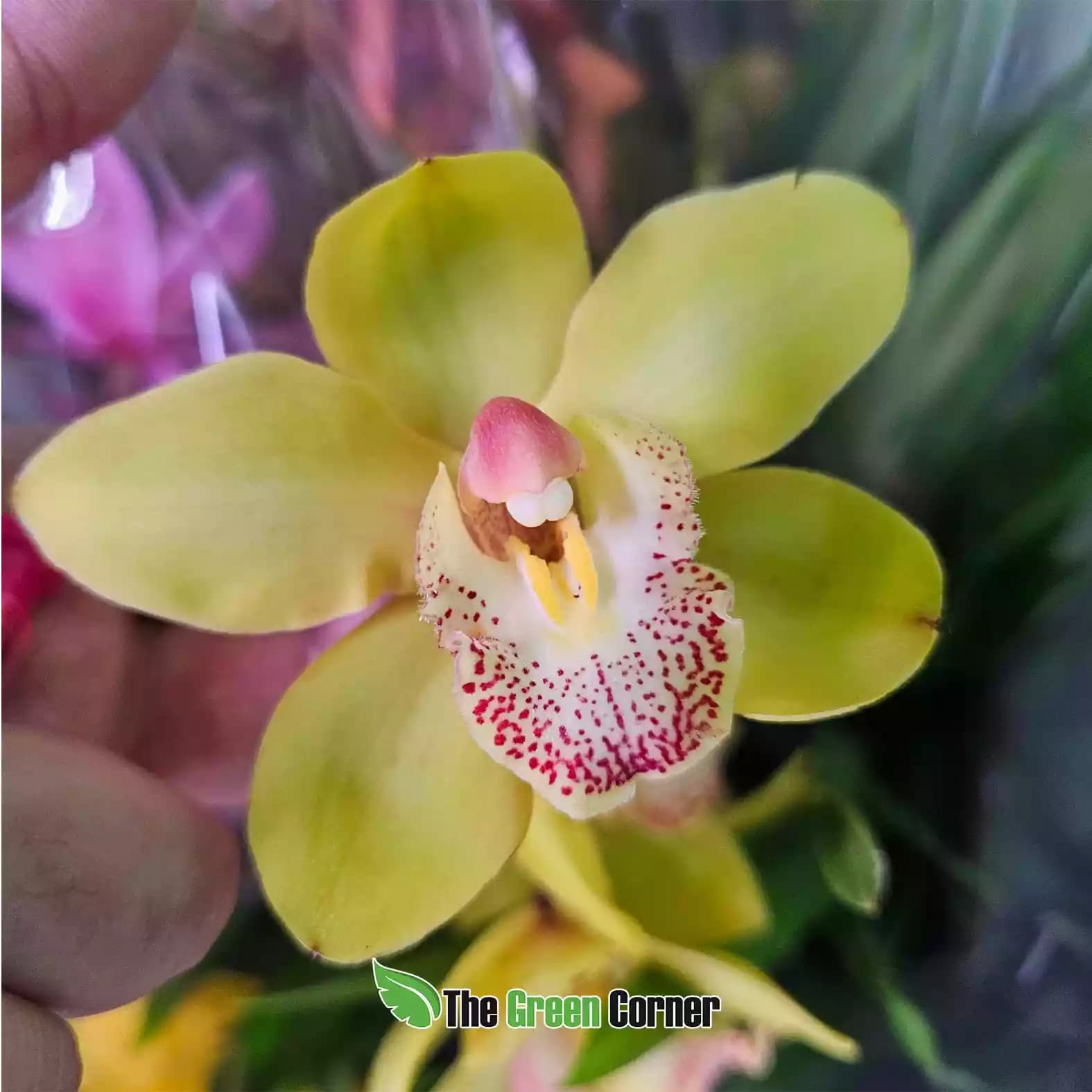 cymbidium-amarillo-labelo-rosa