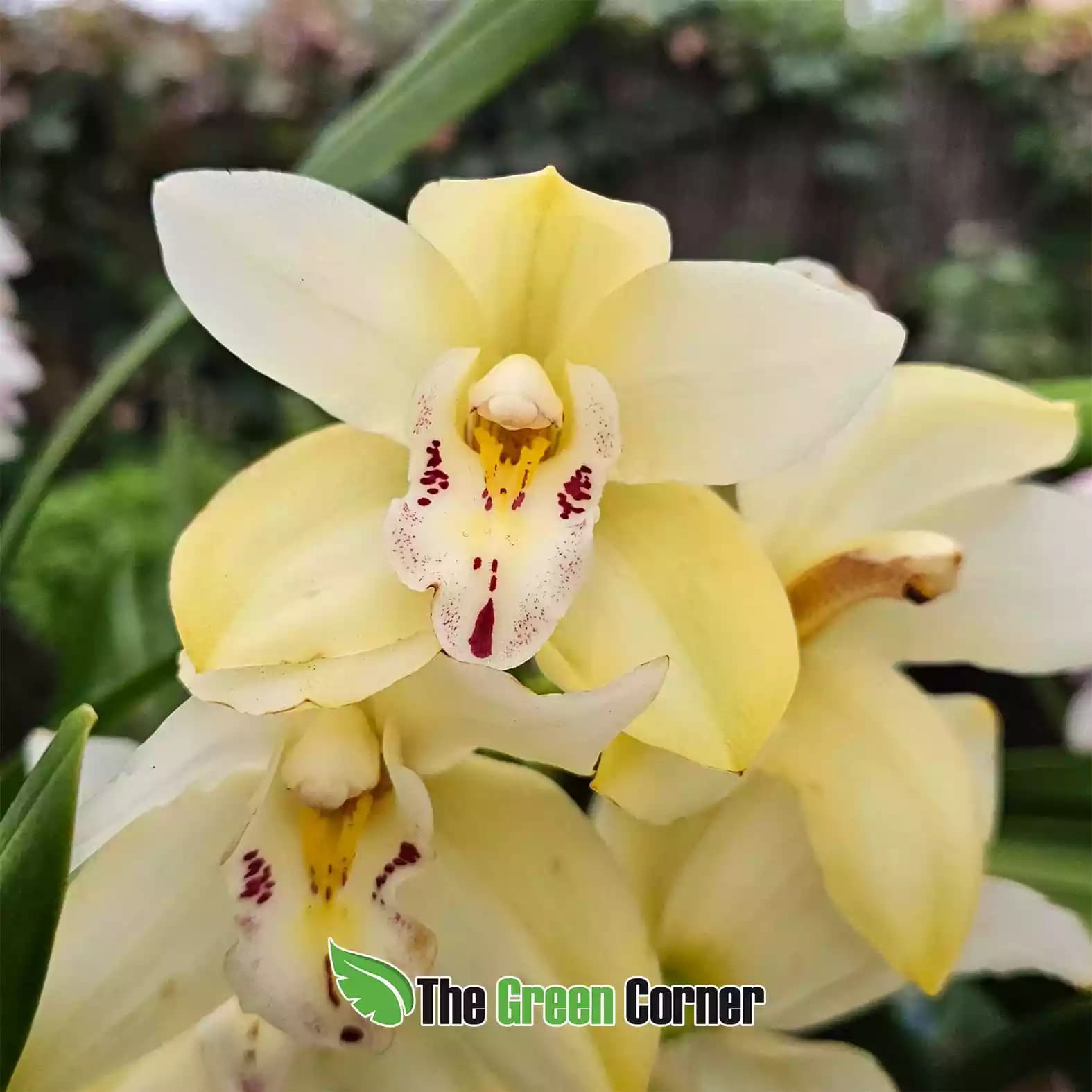 cymbidium-amarillo