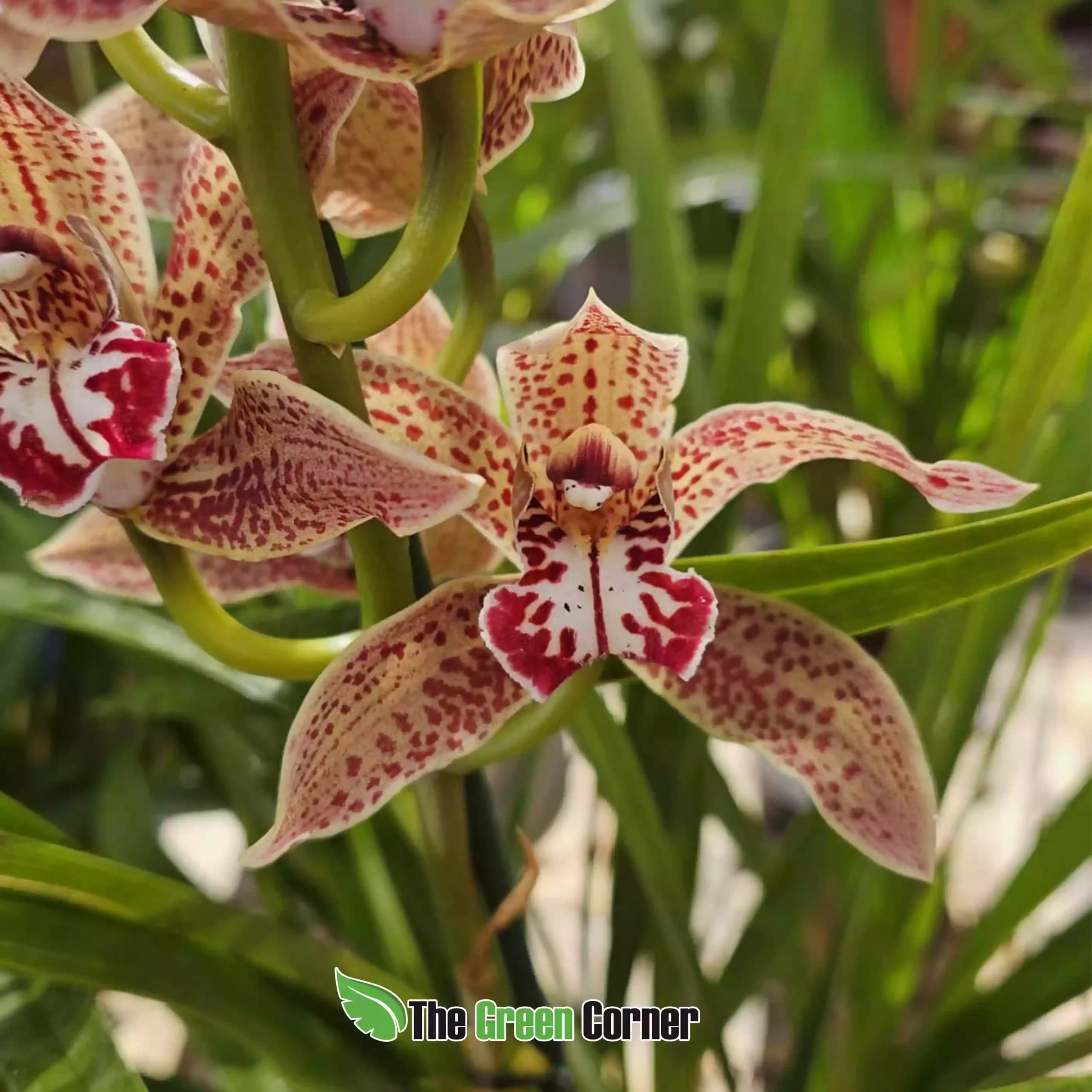 cymbidium-atigrado